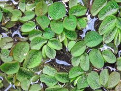 Schwimmfarn-Salvinia-natans